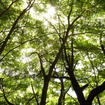 紅葉の下　風が通るので休憩