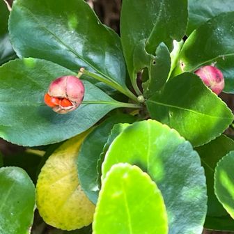 マサキですかね？