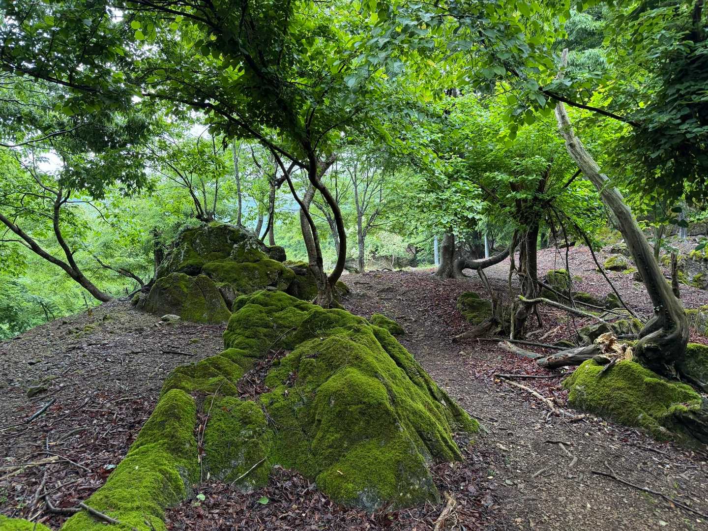 苔むした岩🪨
日本庭園のような雰囲気