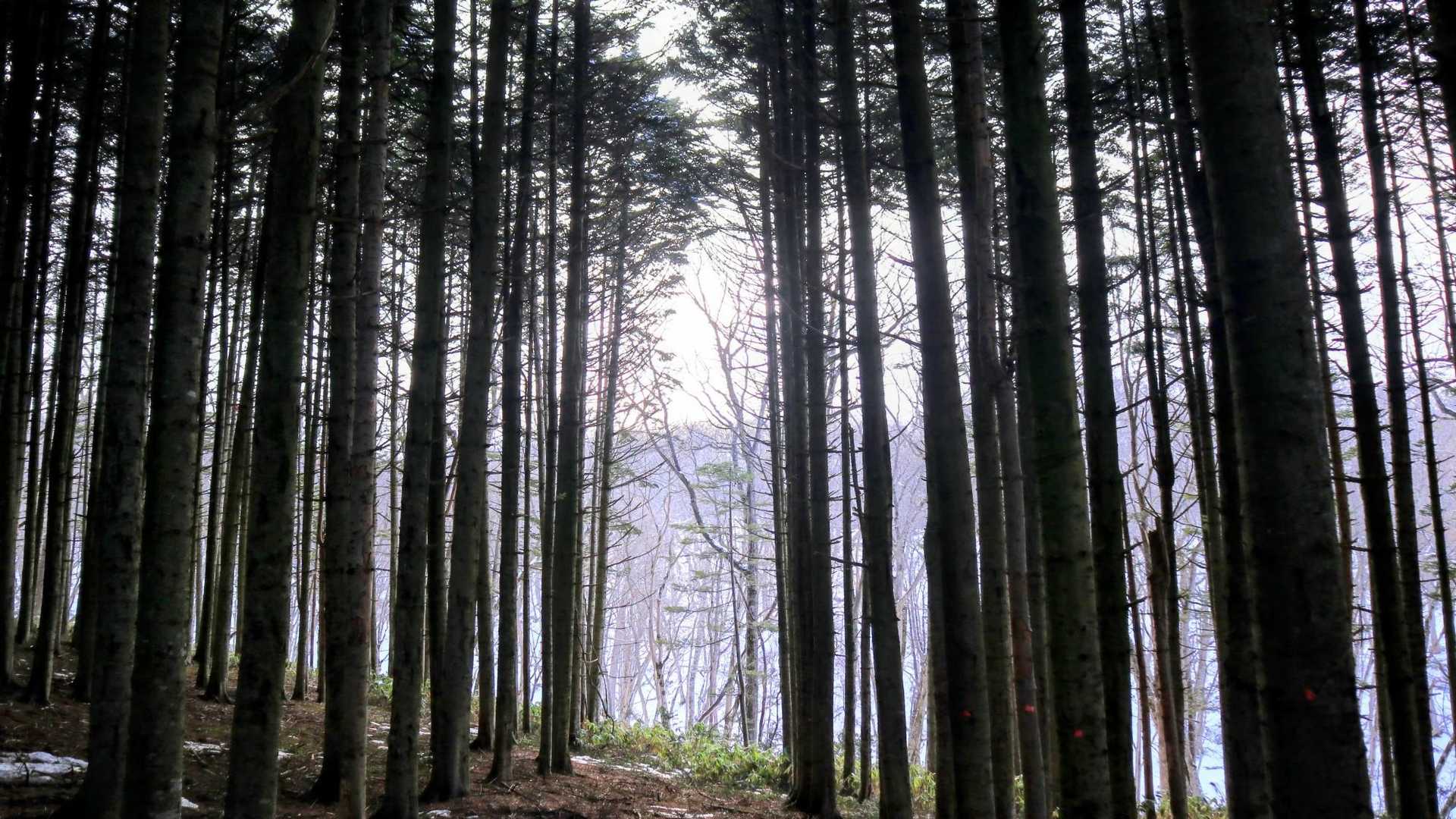 癒されスポット🌲　🌲