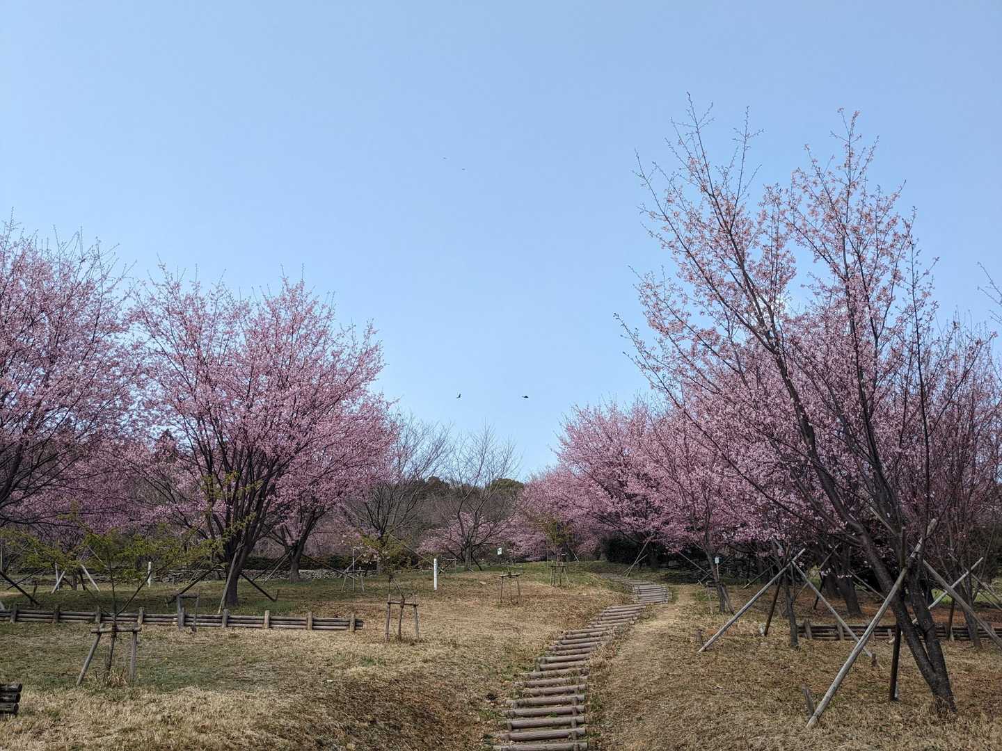 あづり越-向寺山 往復コースの写真