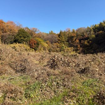 高尾山(北峰)
ここから先は藪の中