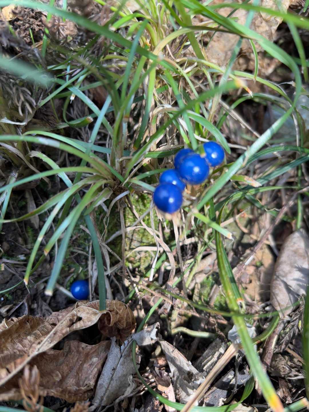 リュウノヒゲ🔵