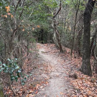 先を目指して🐢…ᰅ‹ᰅ‹ᰅ‹..................🐖…ᰅ‹ᰅ‹