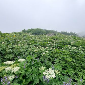 どこまでも広がるお花畑