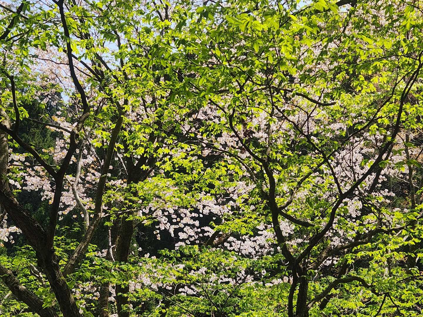 桜🌸