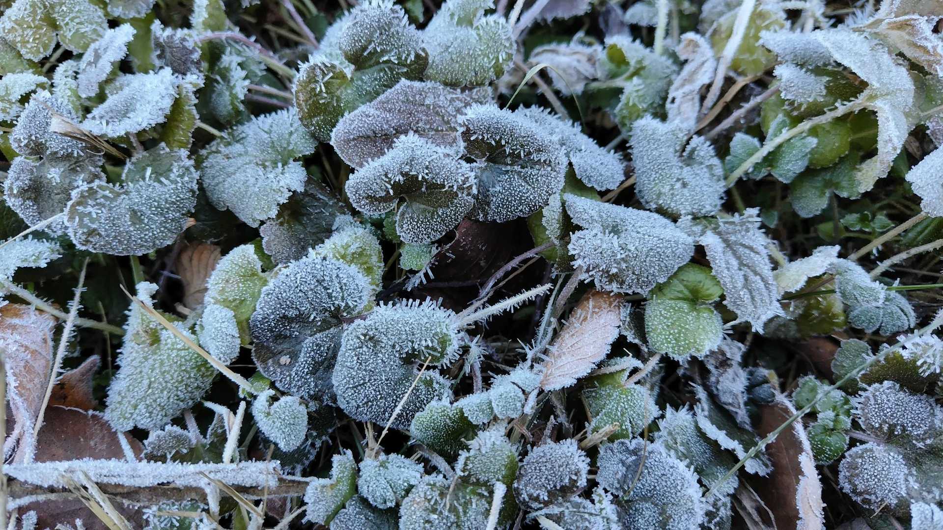 おはようございます☀
気温-3℃
寒いですが元気良く行ってきます👣

霜がモフモフしていて可愛らしく見えます😉
