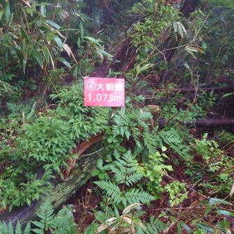 大朝頭山頂