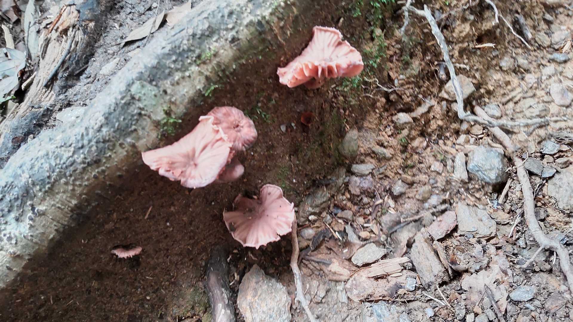 🍄