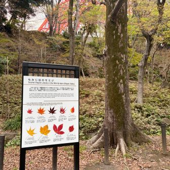 YAMAP上だとこの辺りが山頂表示
実際の紅葉山は東京タワーの所にあったらしい
紅葉山20mで最低標高記録更新