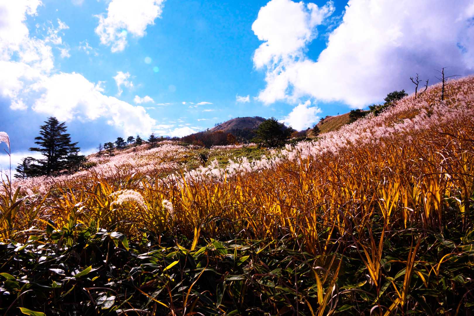 落合峠-落禿-前烏帽子山-寒峰 往復コースの写真