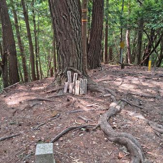 吉野山一帯の最高峰で関西百名山の青根ヶ峰のピークに。