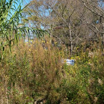 山頂はこんな感じ。