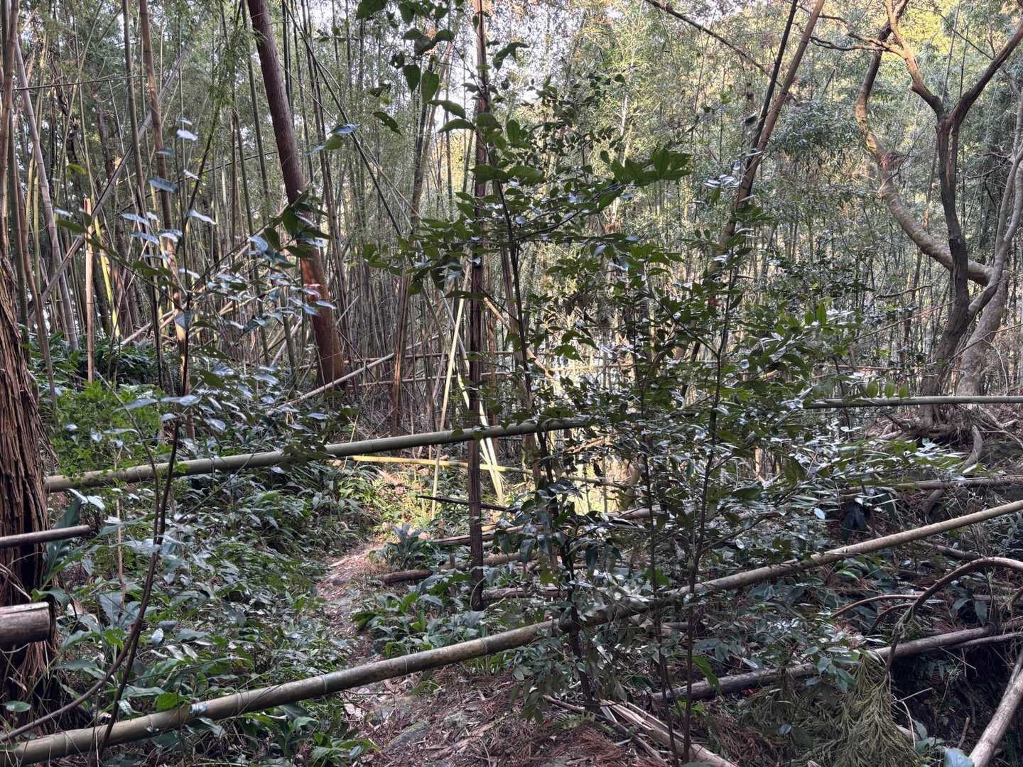 矢倉山行きます！
荒れてる〜💦