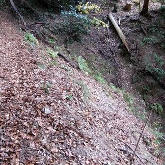 踏み跡も薄く、土も流れて道は斜めで、谷川に持っていかれそうになる。