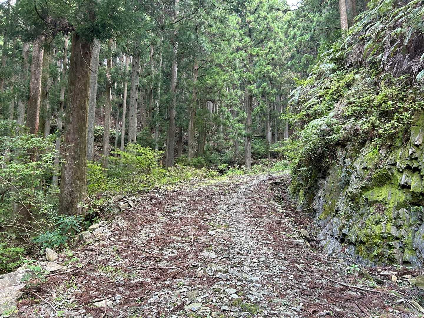 と言っても、しばし林道歩き。