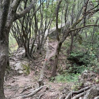 激下りして、多比口峠を過ぎると、しばらく岩尾根が続きます。途中に眺望の良い露岩がありました。
