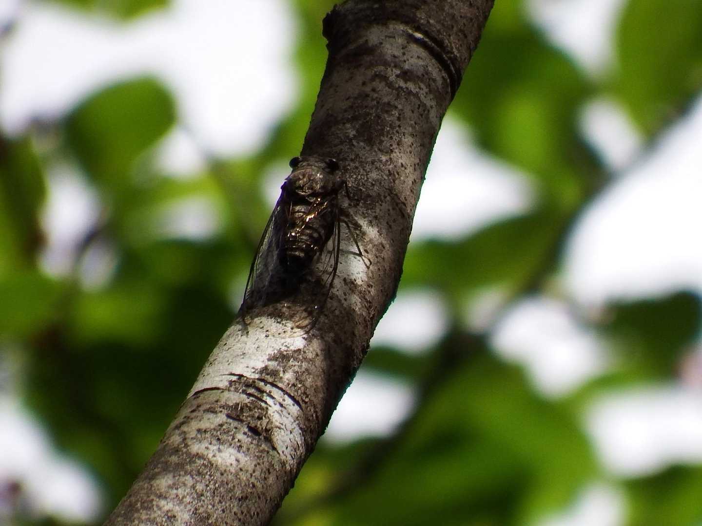 ツクツクボウシ
秋ですね🍂