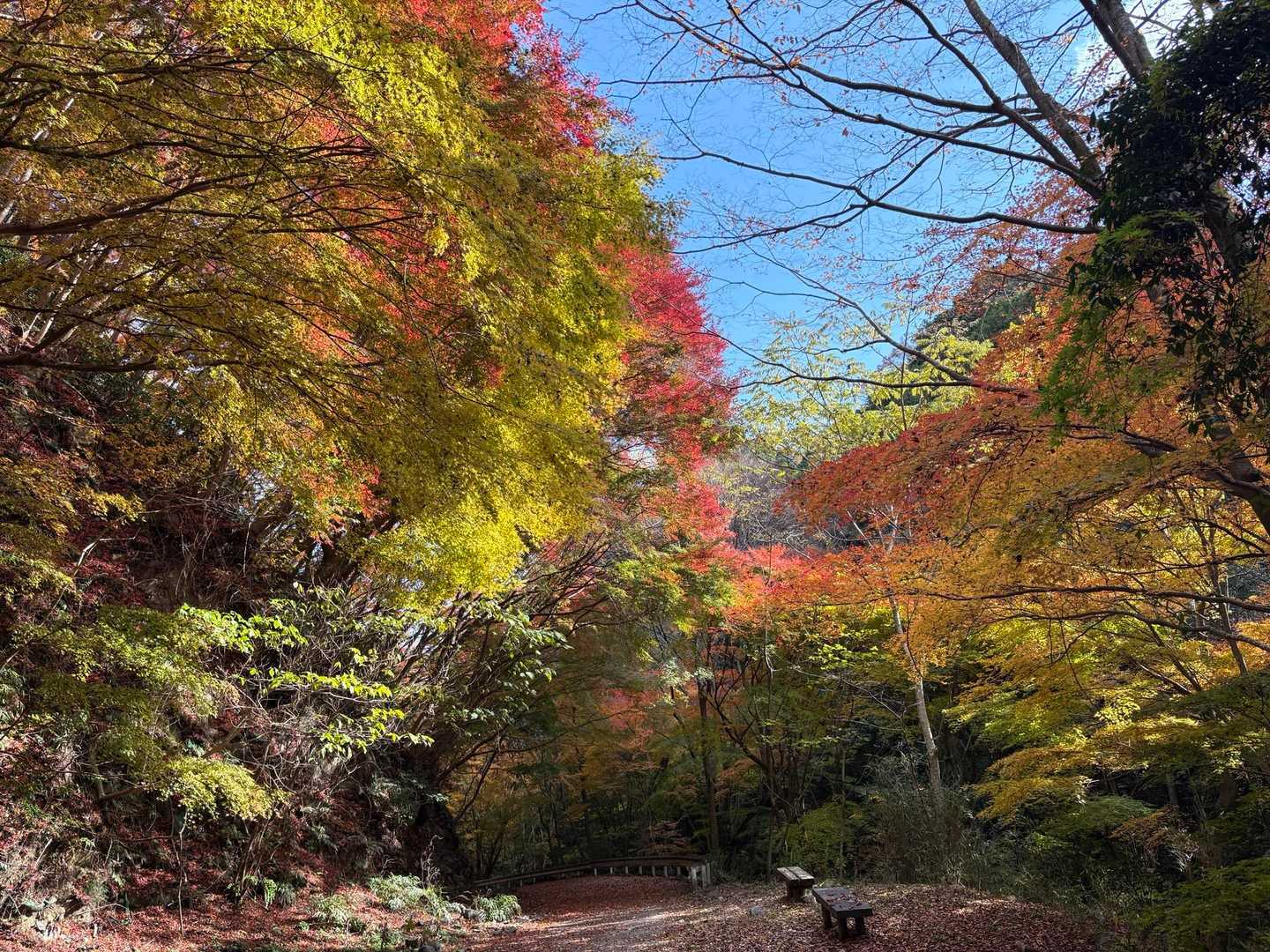 鈴蘭台駅-菊水山-鍋蓋山-再度越-滝山城跡登山口-新神戸駅 縦走コースの写真