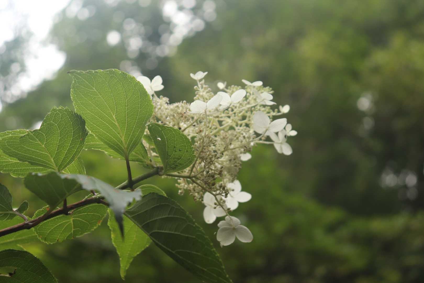 今日のお花達