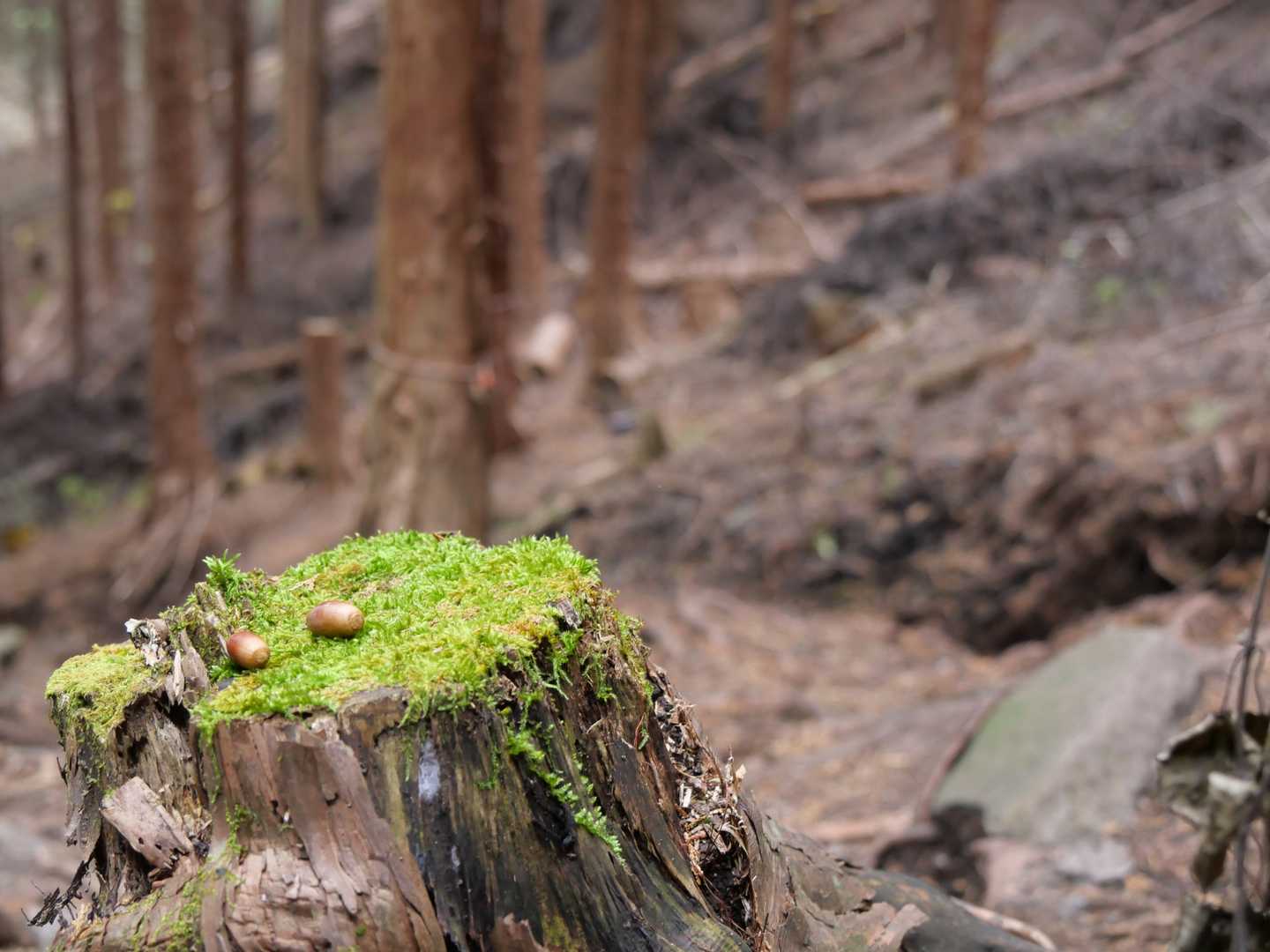 小野子山 往復コースの写真