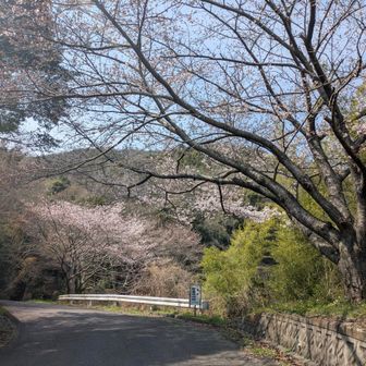 今日は実家の家族は🤧😷⋯。
実家には上がらず、車を借りて1人でお見舞いに⋯。
今日も相変わらずでしたが⋯。
「今日からメジャーリーグ開幕だよ」
「村上、メジャー初ヒットがなんとホームランだったよ⚾️」
「カープも今日が開幕⚾️、先発は床田、ルーキーの平川がスタメン！」
など、野球好きだった親族に語り続け、村上選手の動画を見せた瞬間、半開きの目で画面をぼんやり見てくれました。

というのも、野球好きの親族の影響で小学生以来私も野球(剣道も)を続けました。
高校時代、旧県営球場のレフト芝生席で仕事を抜けて静かに見守ってくれたり、試合の度に色んな高校のグラウンドの遠くにひっそりと来てくれた姿を思い出し込み上げてくるものがありました。

また来るよと、別れを告げ、車を走らせ野登呂山に進みました。