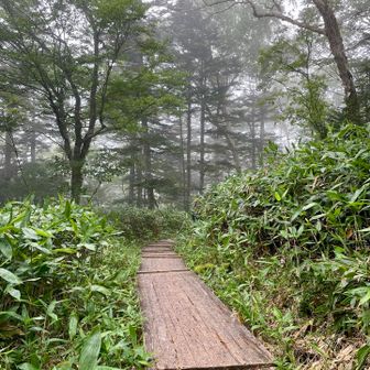 木道があり整備された道