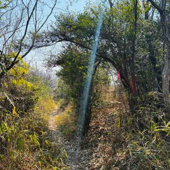 下山は別ルートで…🐾
踏みあとから、左←に進みました。正解だったのですが、右に進むと何かあったのかしら🤔

➡️アップ後、過去ログを見ると…な、なんと右に行くと、展望がいい岩場があることが判明しました😱ざんね〜ん💦このピンテは、そう言う意味だったのかー🫣