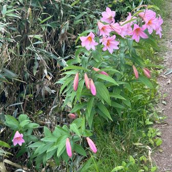 二王子岳のひめさゆり大きい