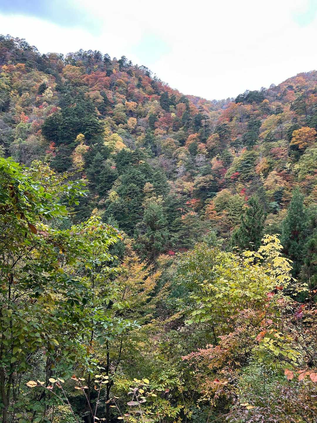 森林館-大滝休憩小屋-ムシカリ峠-三頭山-三頭山-三頭山- 周回コースの写真