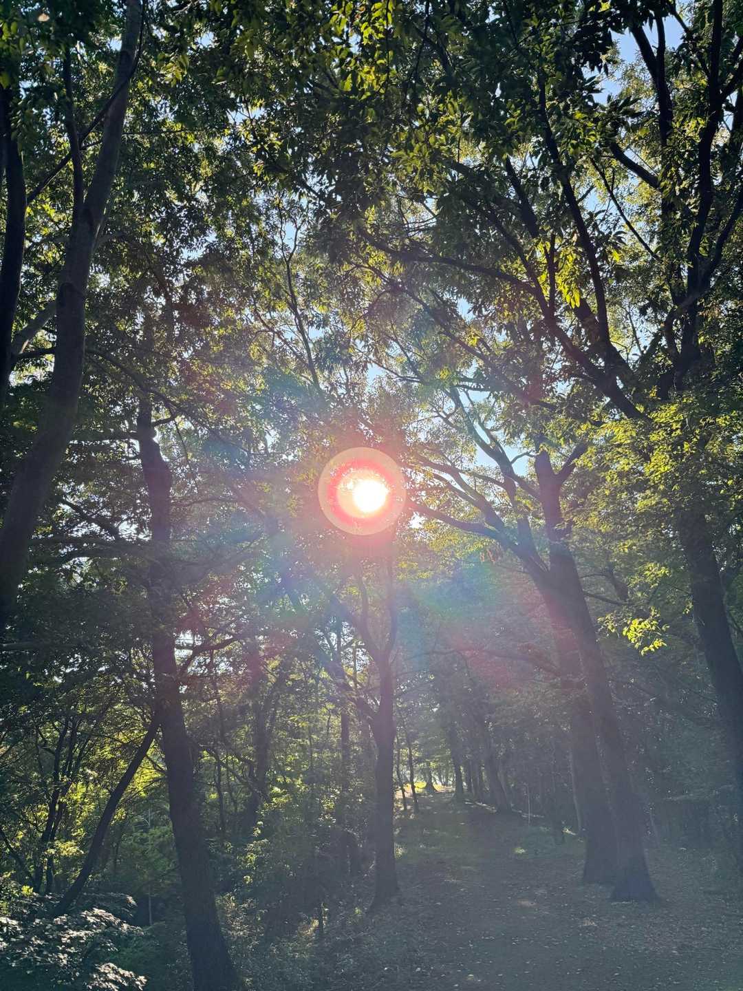✨太陽拳✨