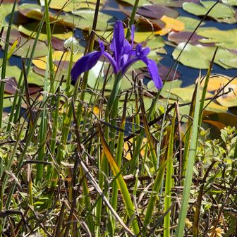 カキツバタ

メモ📝
垂れ下がる花びらの付け根部分に白い筋状の模様がある。