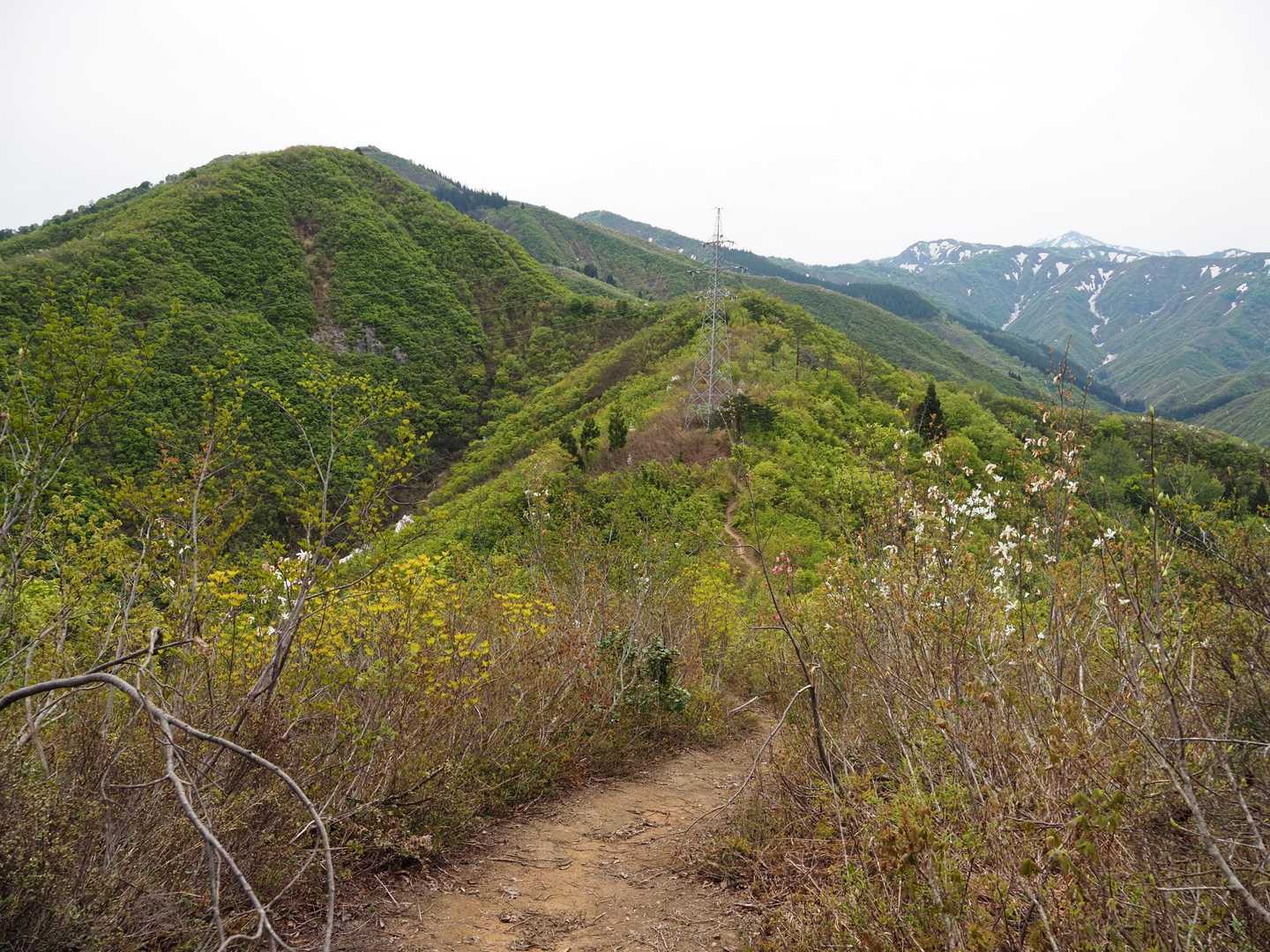 一本杉-鳴倉山 往復コースの写真