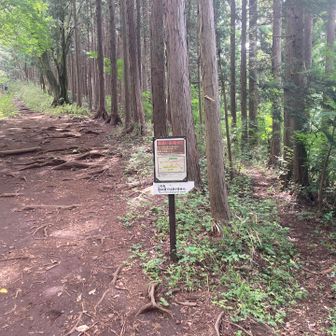 ここから小仏峠への巻き道へ
(登山道ではないの標識有り)
