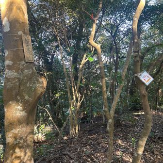 飯盛山⛰️
340m

というか
あとで軌跡を見たら
わざわざここまで来なくても
みんなピークゲットになってるようす。。
