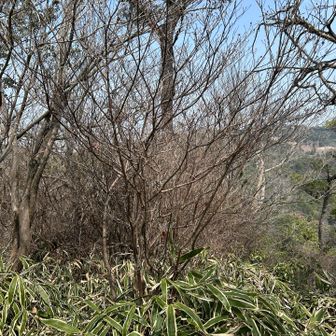 新穂高のピーク