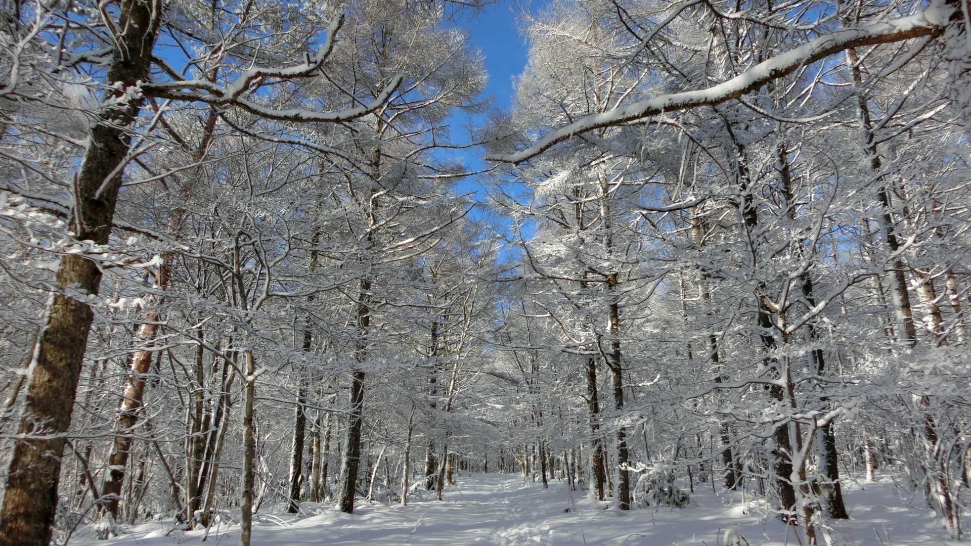 カラマツロード過ぎたあたりからなんと青空が出てきて太陽光も降り注いでます🤩おー！天気予報当たった！😂