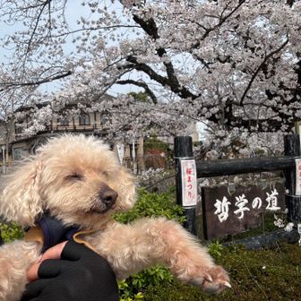 哲学の道🌸

哲学者の西田幾多郎が、この道を歩きながら思索にふけっていたことから、そう呼ばれるようになったそうです。

※東洋（禅）と西洋哲学を融合し、世界に通じる独自の哲学を生み出した人物。
「考える前の“ありのままの体験”こそが本質」とし、“純粋経験”を提唱した哲学者。