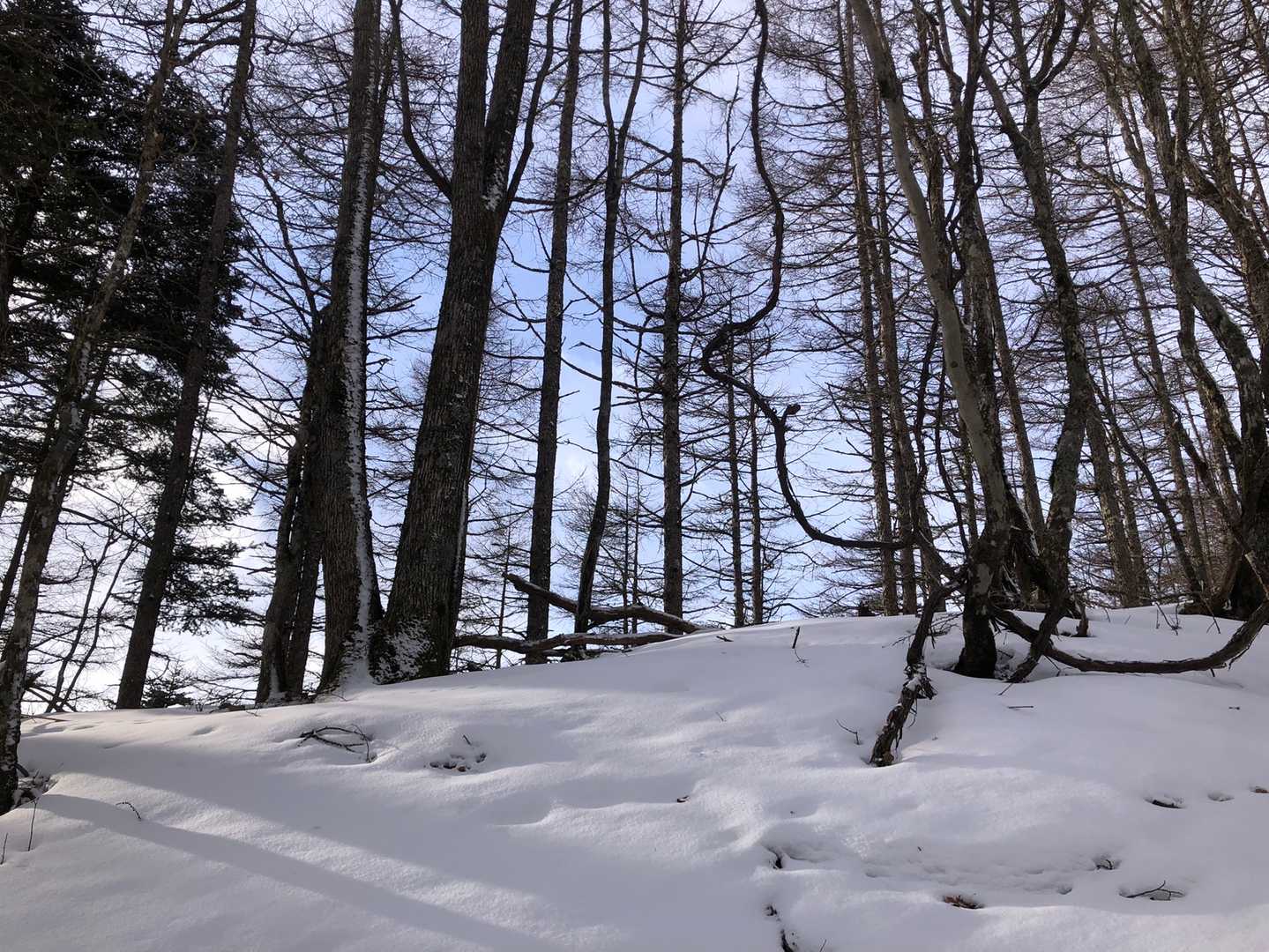 森の中は薄暗くて寒々した雰囲気ですけど、隙間から覗く青い空に癒されます。