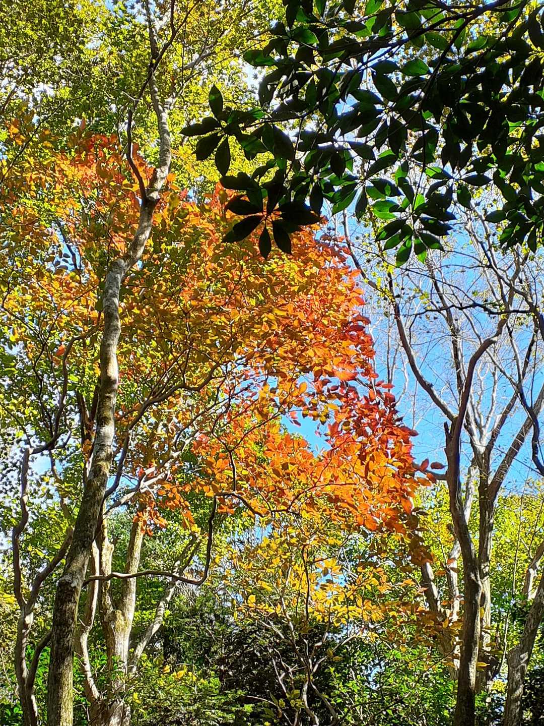 わ～ここだけ紅葉🍁