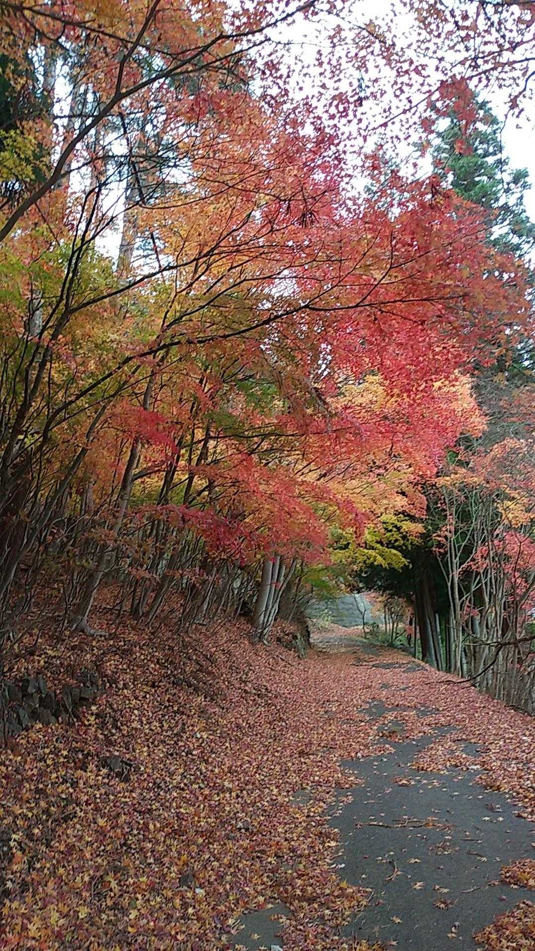 登山道