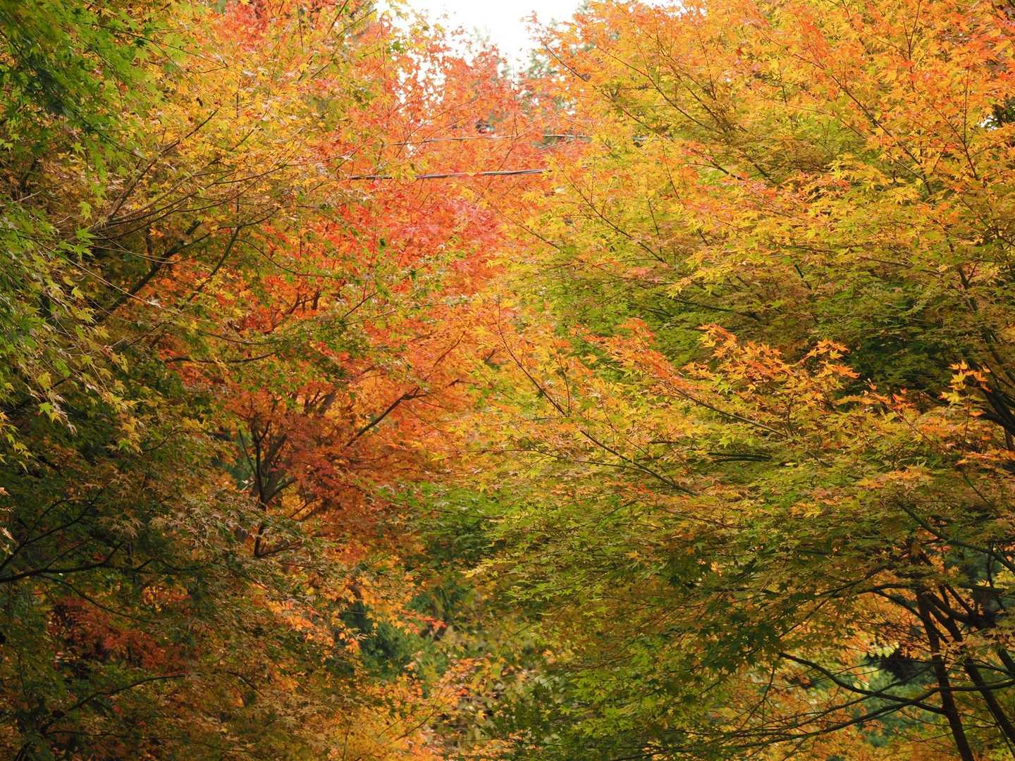 林道沿いの紅葉が綺麗でした🍁