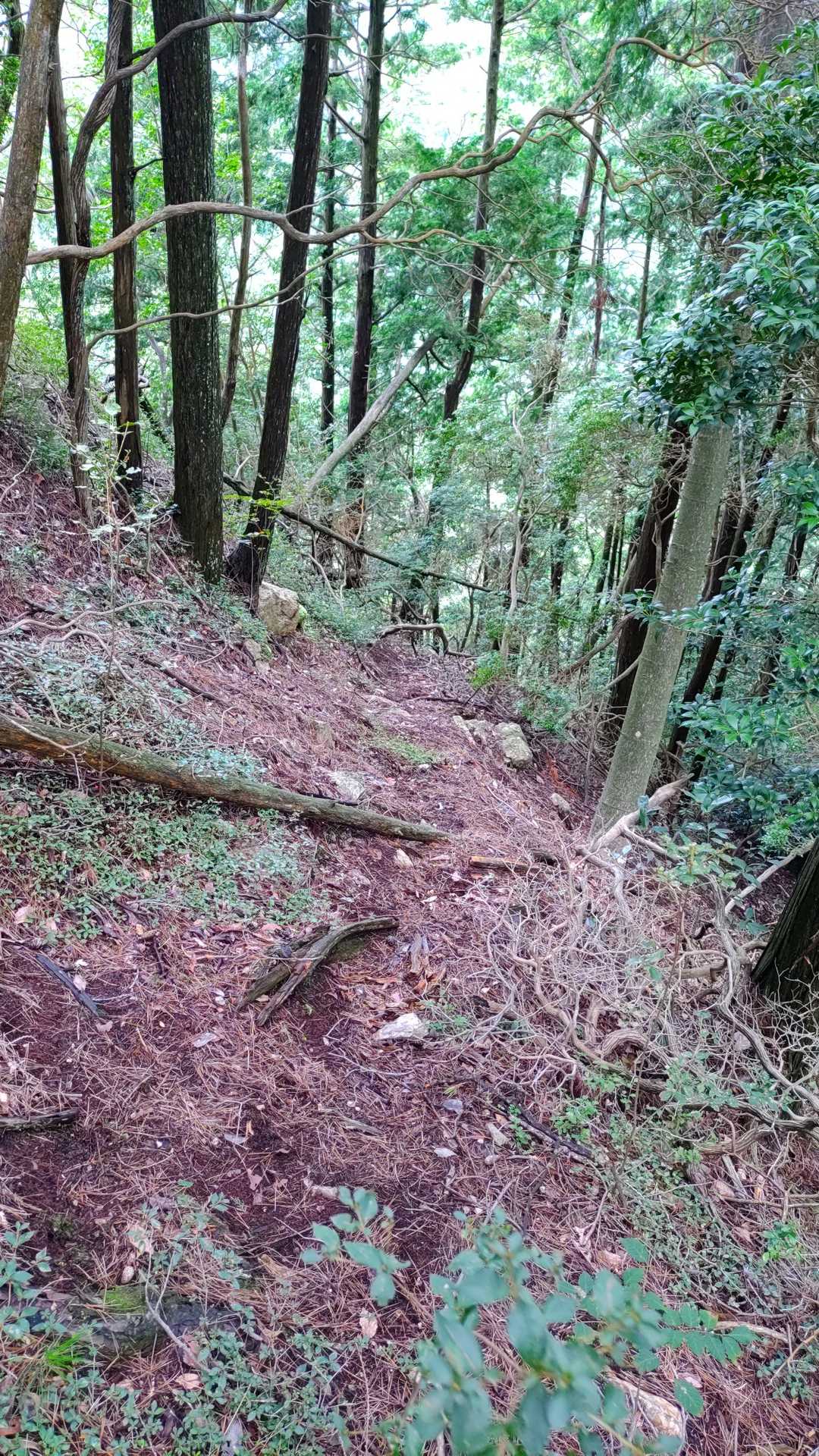んー😟、先に進むのはよそう。