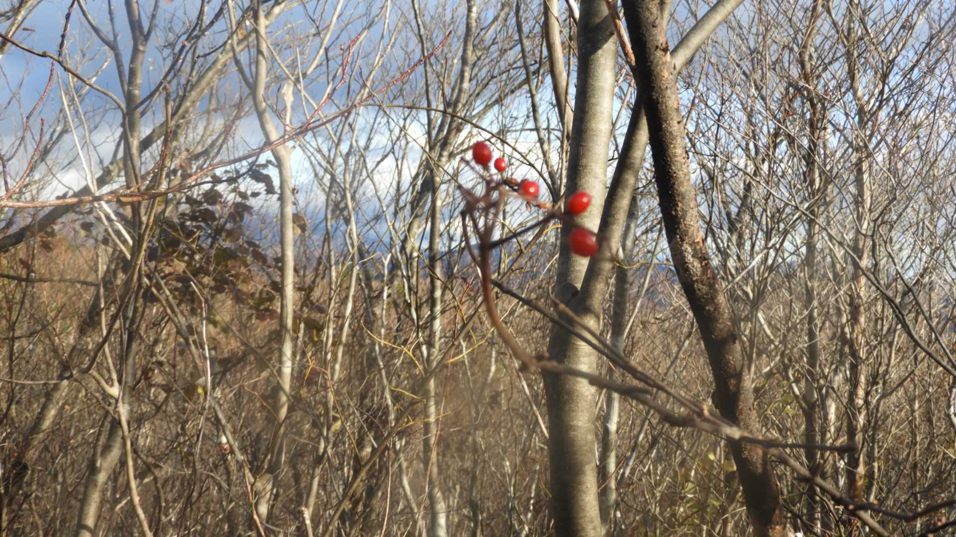 小灌木をかきわけ、馬頭山の山頂へ