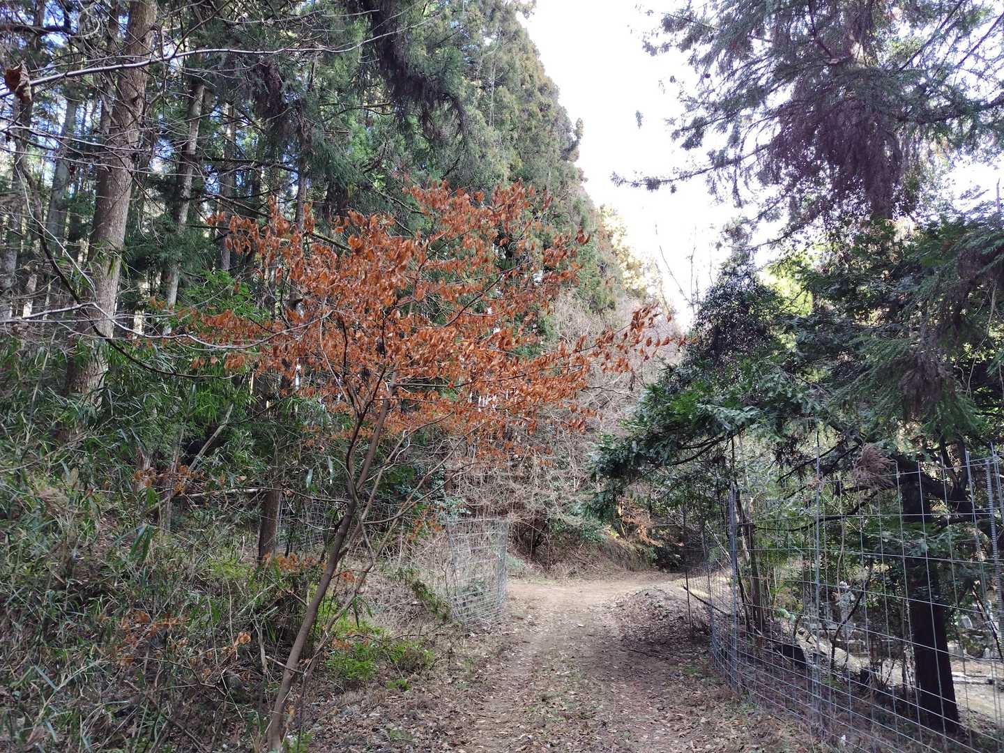 平坦道に出てやれやれ