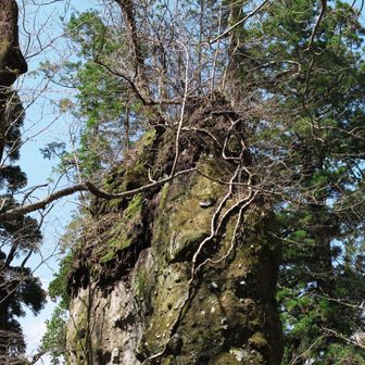 苔が岩を耕し、苔が枯れると土壌が生まれます。そこからキノコが生え更に草木が生まれる環境へと遷移していきます。
身近に当たり前にある土ですが実は1センチ出来上がるまで数百年かかると言われています。
土凄い👏
