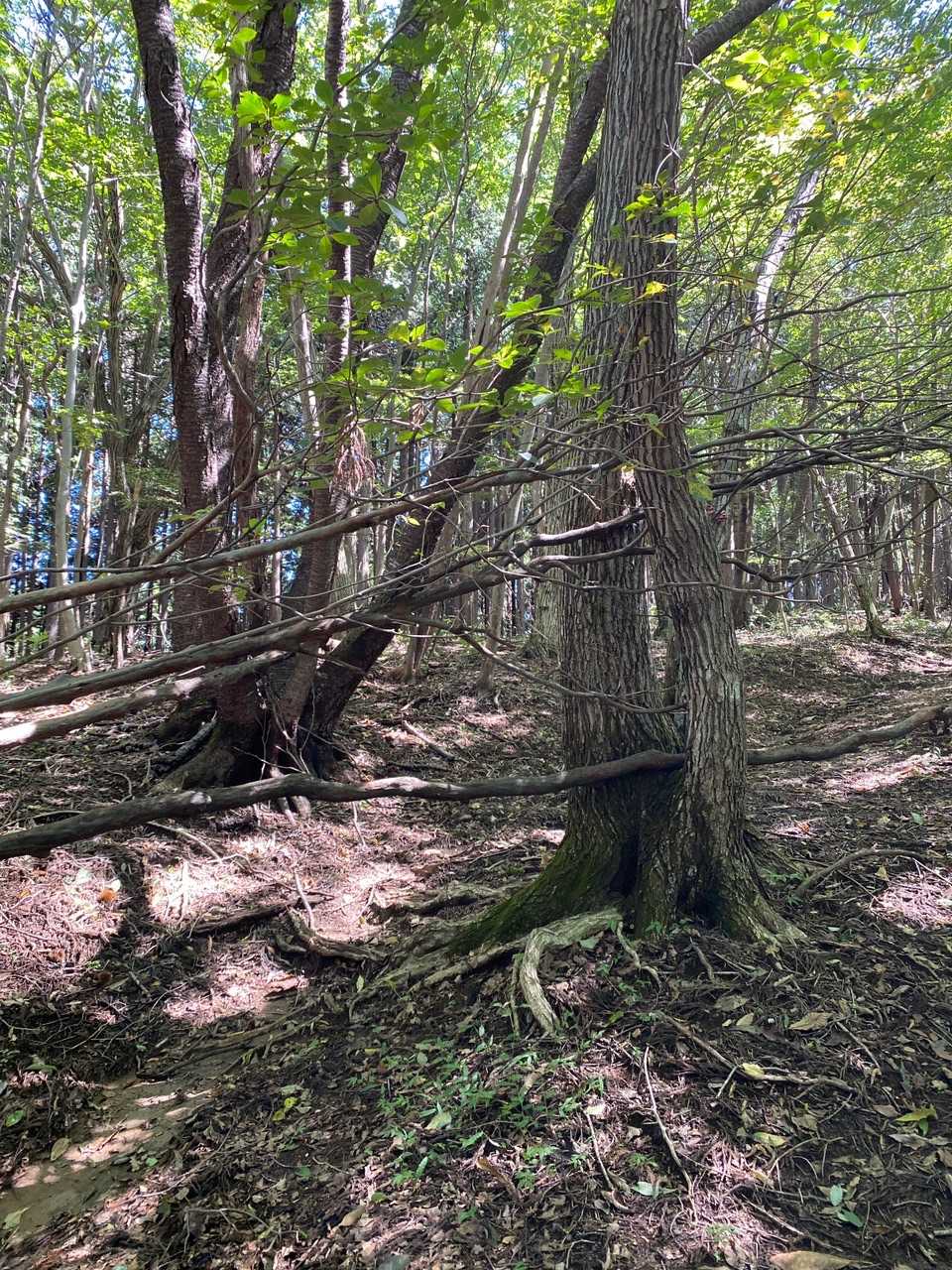 笠山-笠山峠-七重峠-堂平山 往復コースの写真