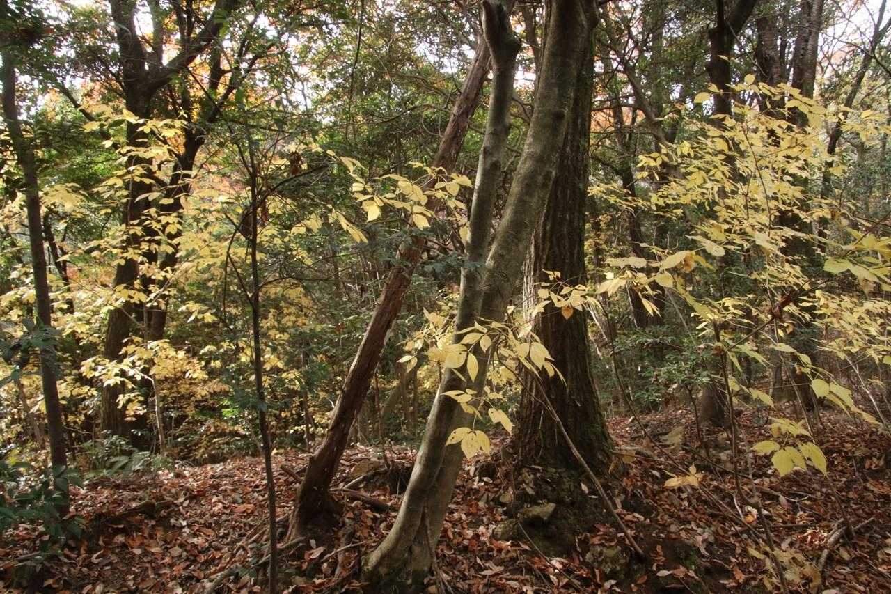 森の中は黄色いタカノツメ🍂がいっぱい