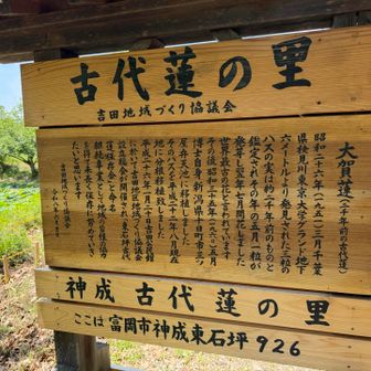 古代蓮の里
