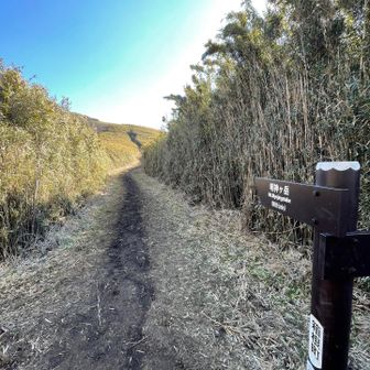 ずっと笹の林を
たまにけもの道あって…🐻‍さんいるの？